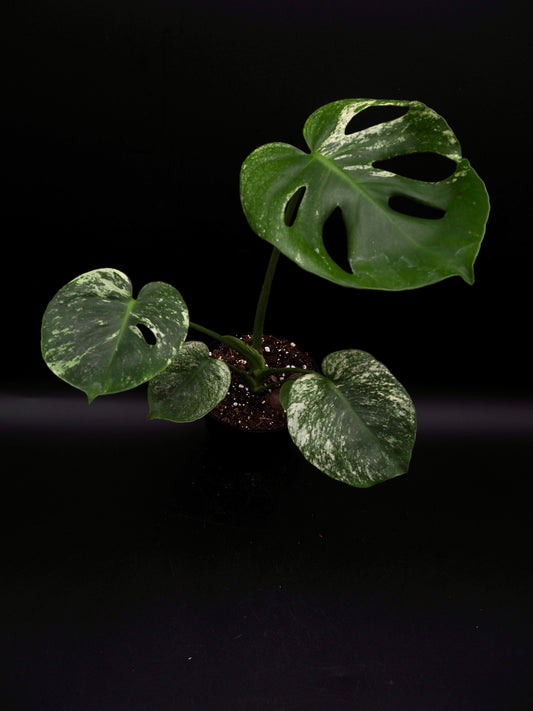 Monstera Siam Mint