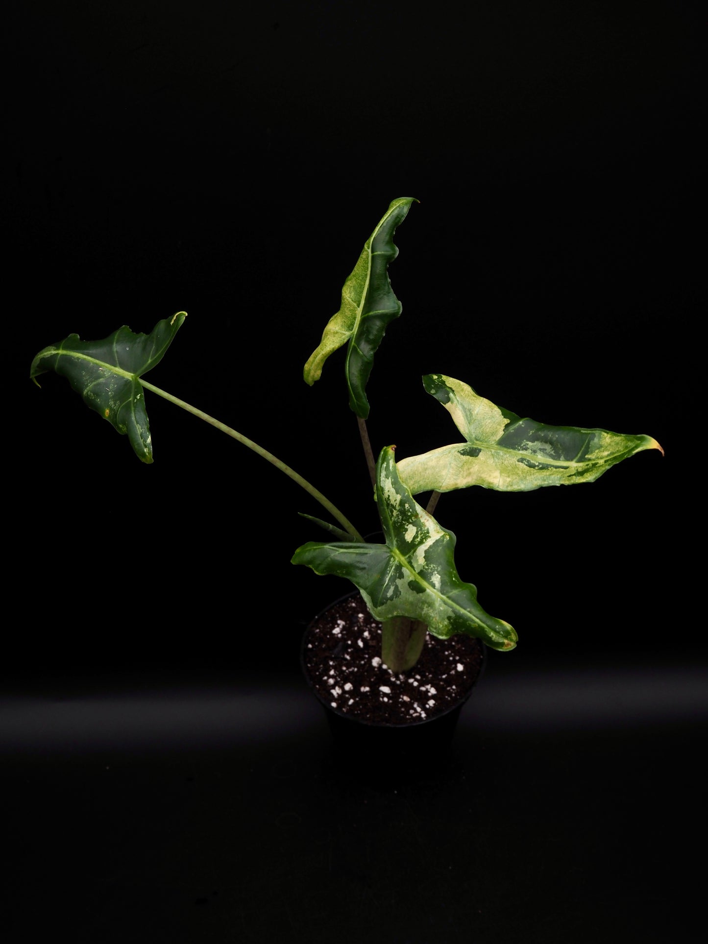 Alocasia Sarian Albo