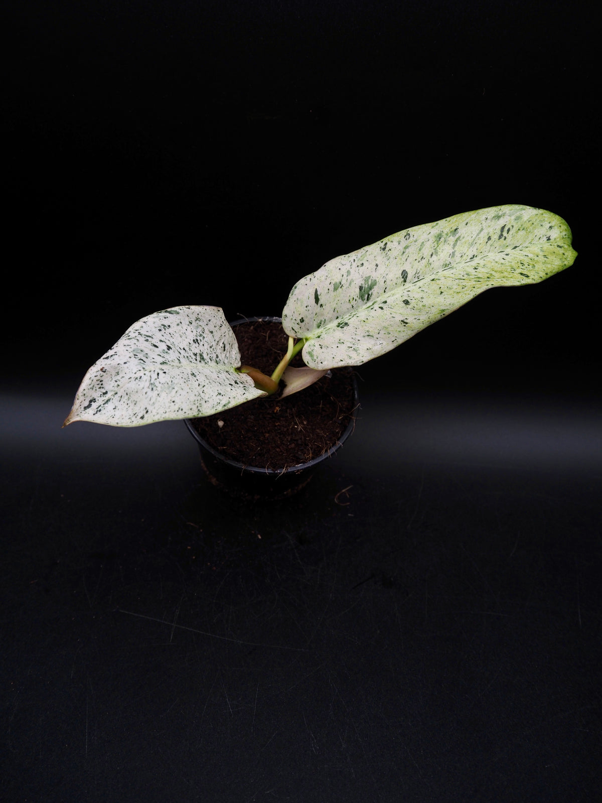 Philodendron Whipple Way Variegata