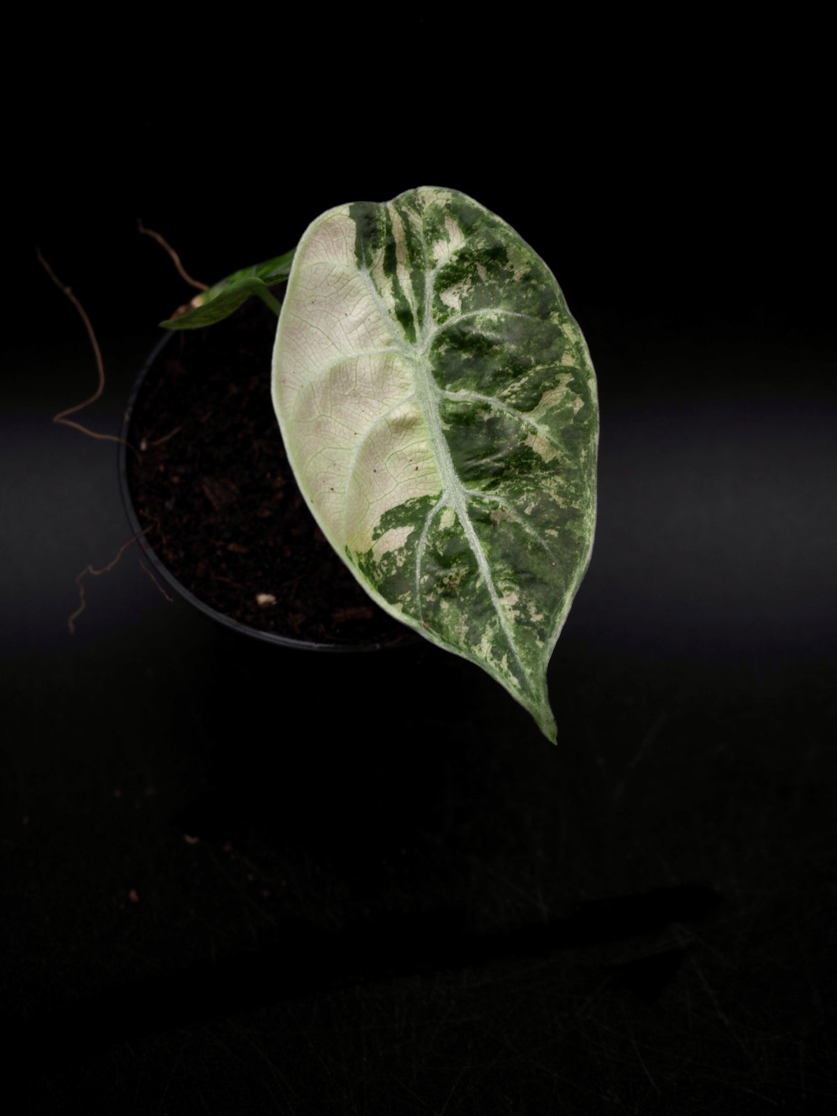 Alocasia Watsoniana Doff Albo/Pink