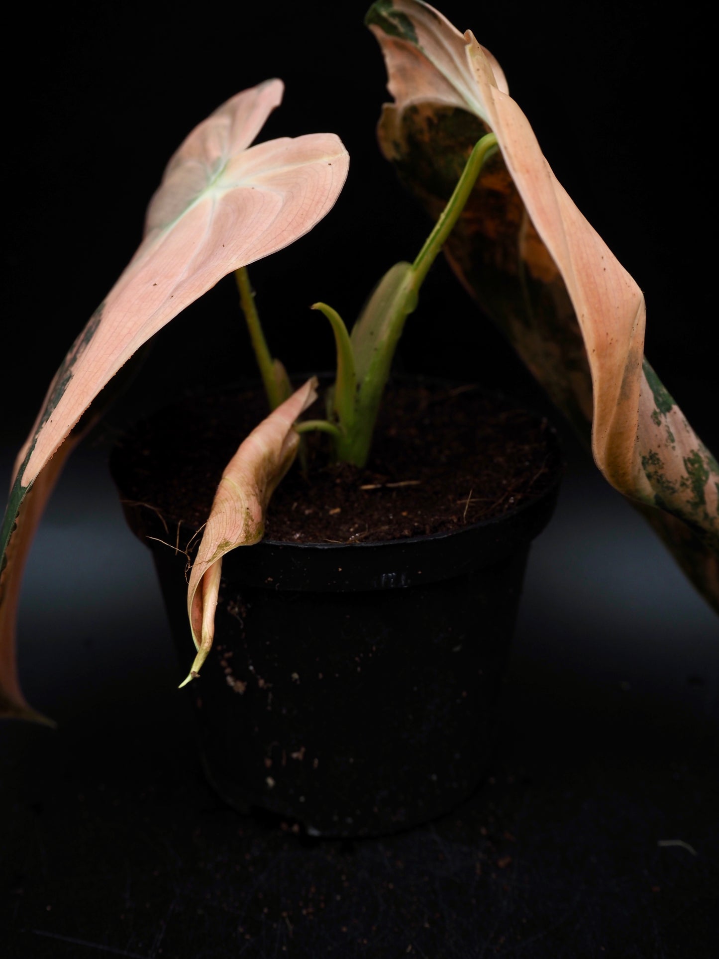 Philodendron Melanochrysum Bonfire