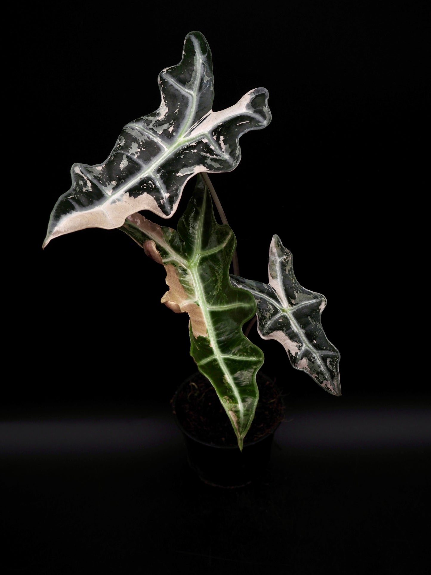 Alocasia Nobilis Pink
