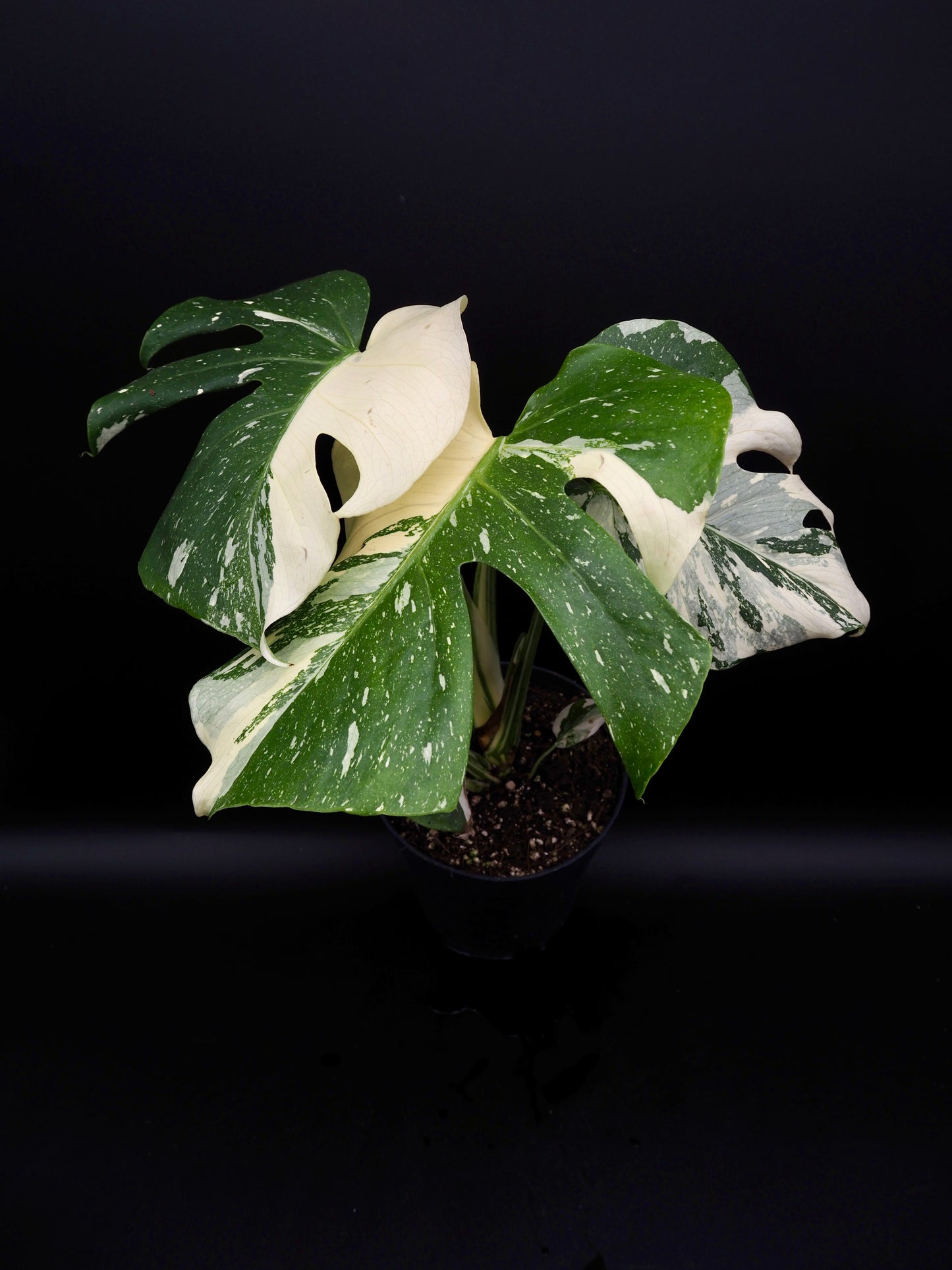 Monstera Thai Constellation Creme Brûlée