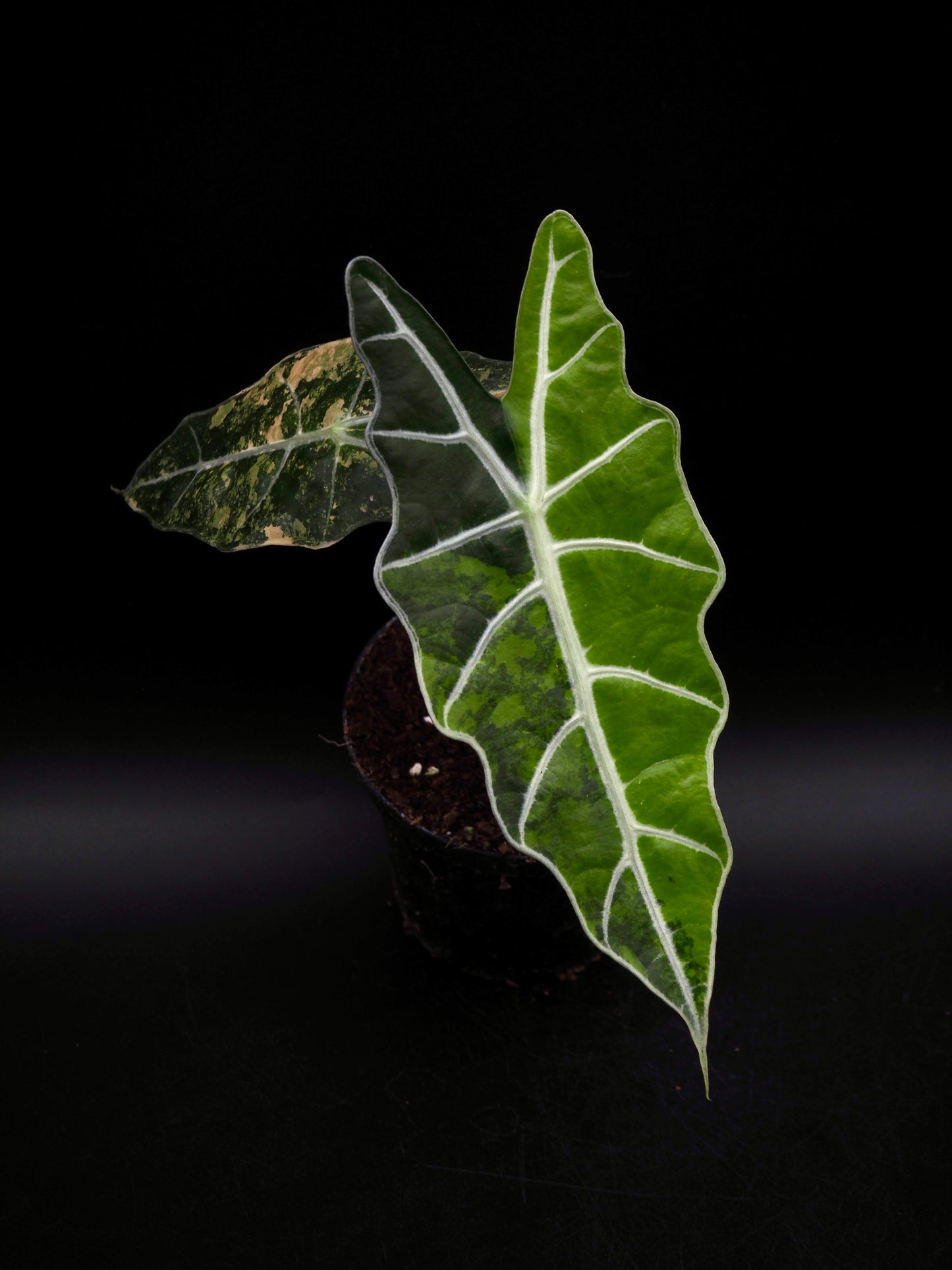 Alocasia Sanderian Taureau Aurea