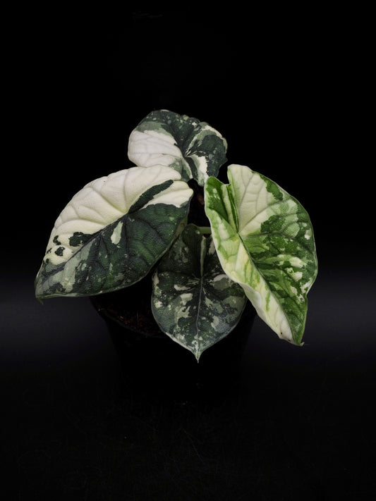 Alocasia Melo Albo
