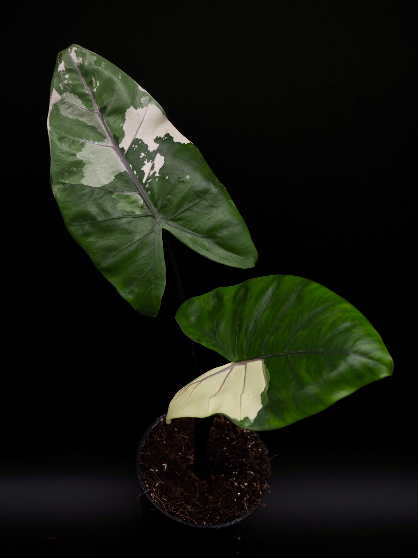 Alocasia Macrorrhiza Black Stem Variegata