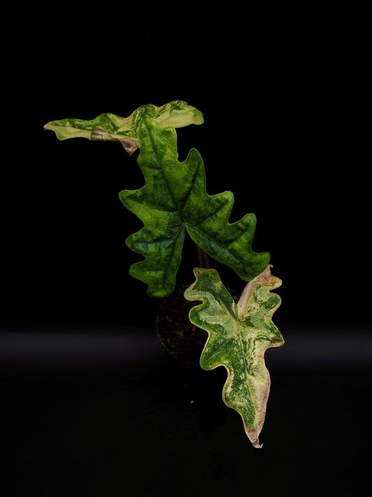 Alocasia Jacklyn Aurea Variegata