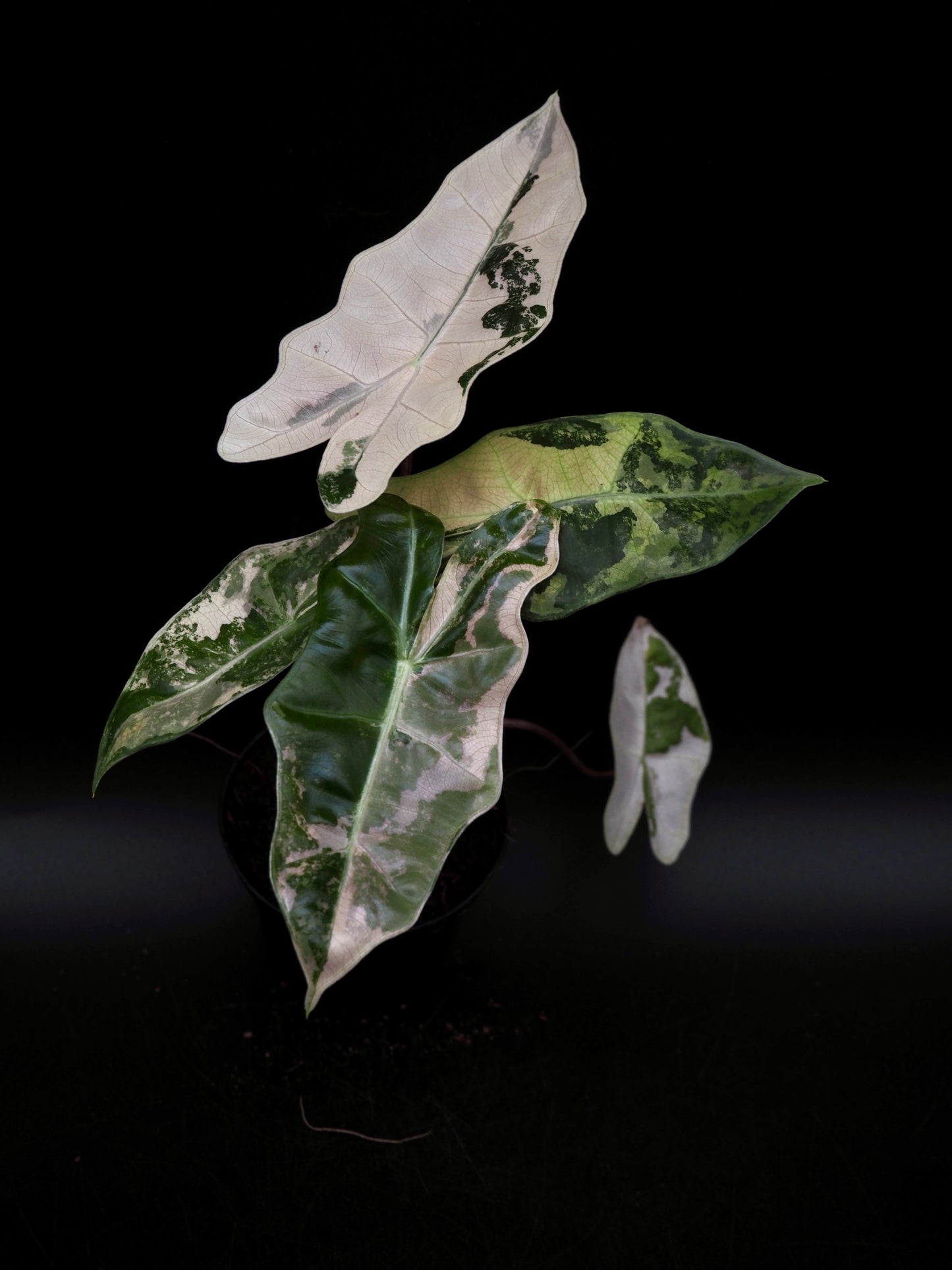 Alocasia Pseudo Sanderiana Pink