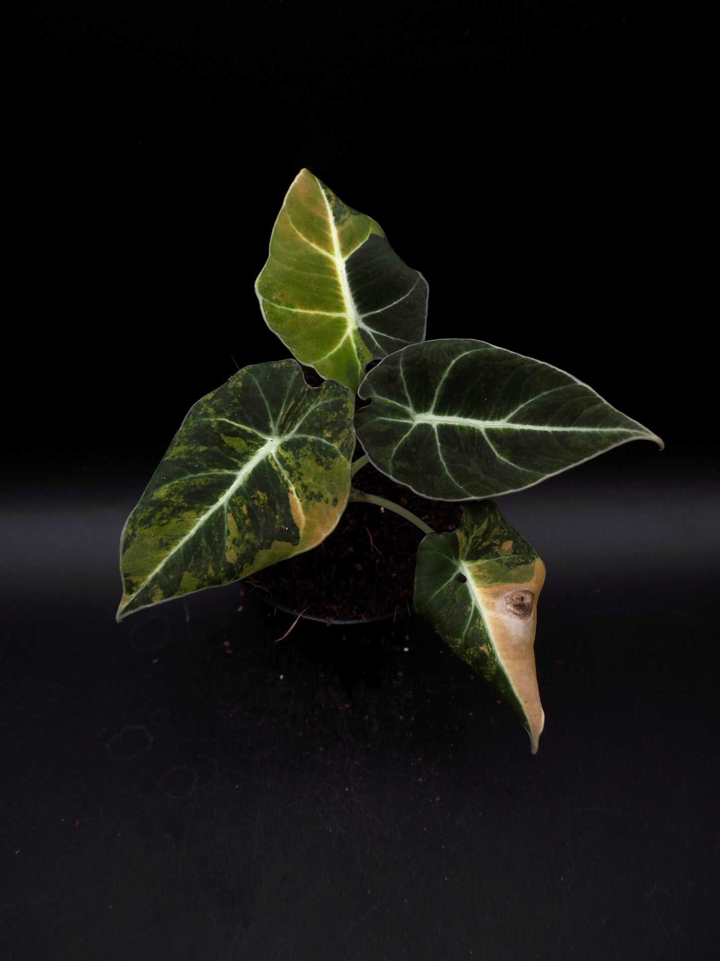 Alocasia Black Velvet Aurea