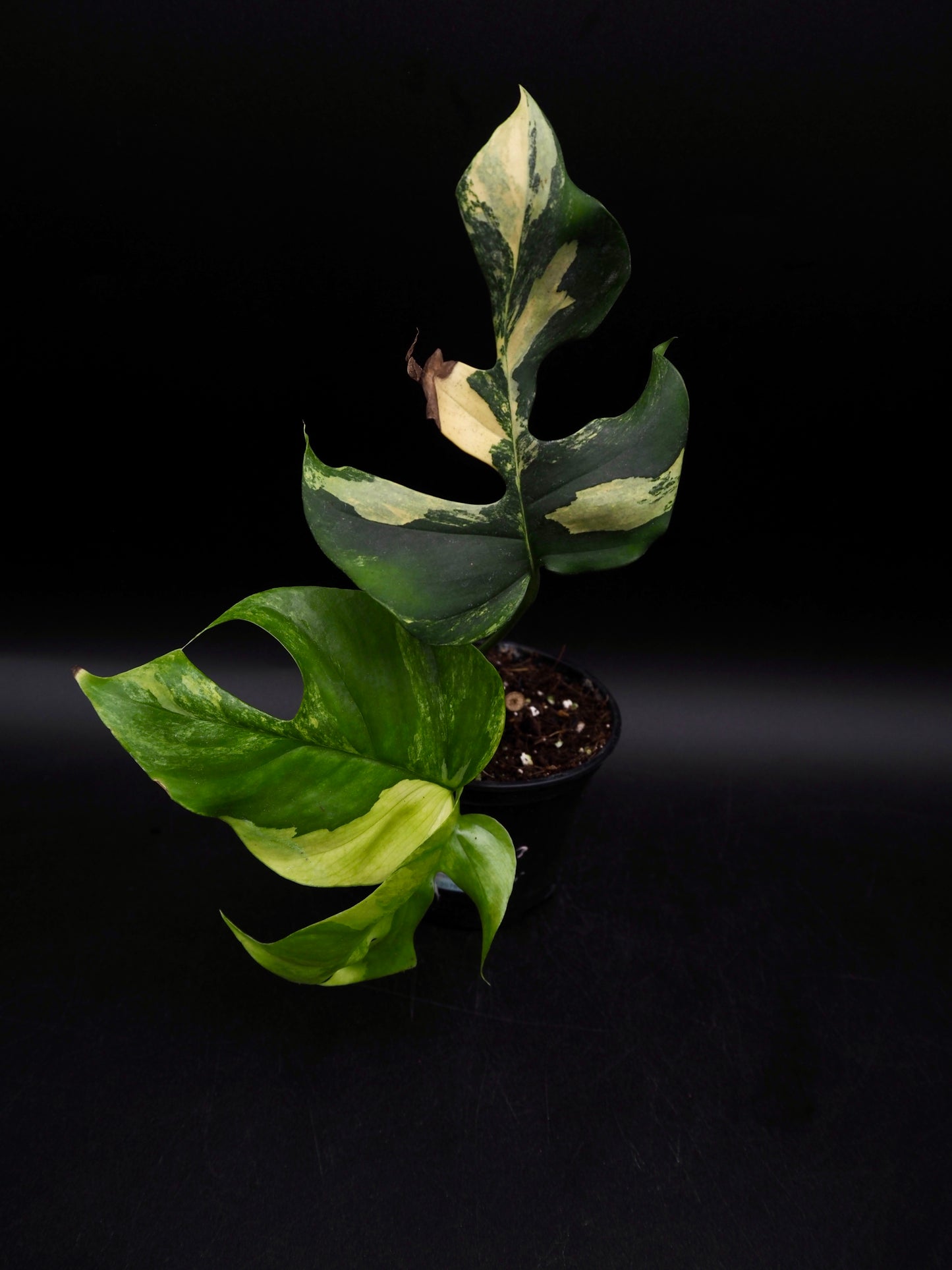 Rhaphidophora Tetrasperma Aurea Variegata