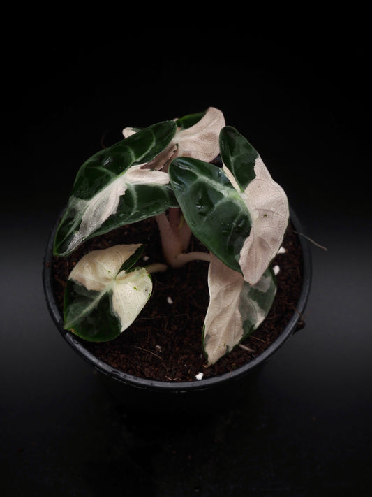 Alocasia Baloon Heart Pink