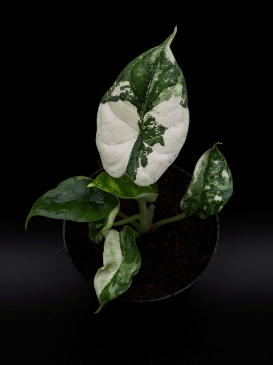 Alocasia Dragon Scale Albo Variegata