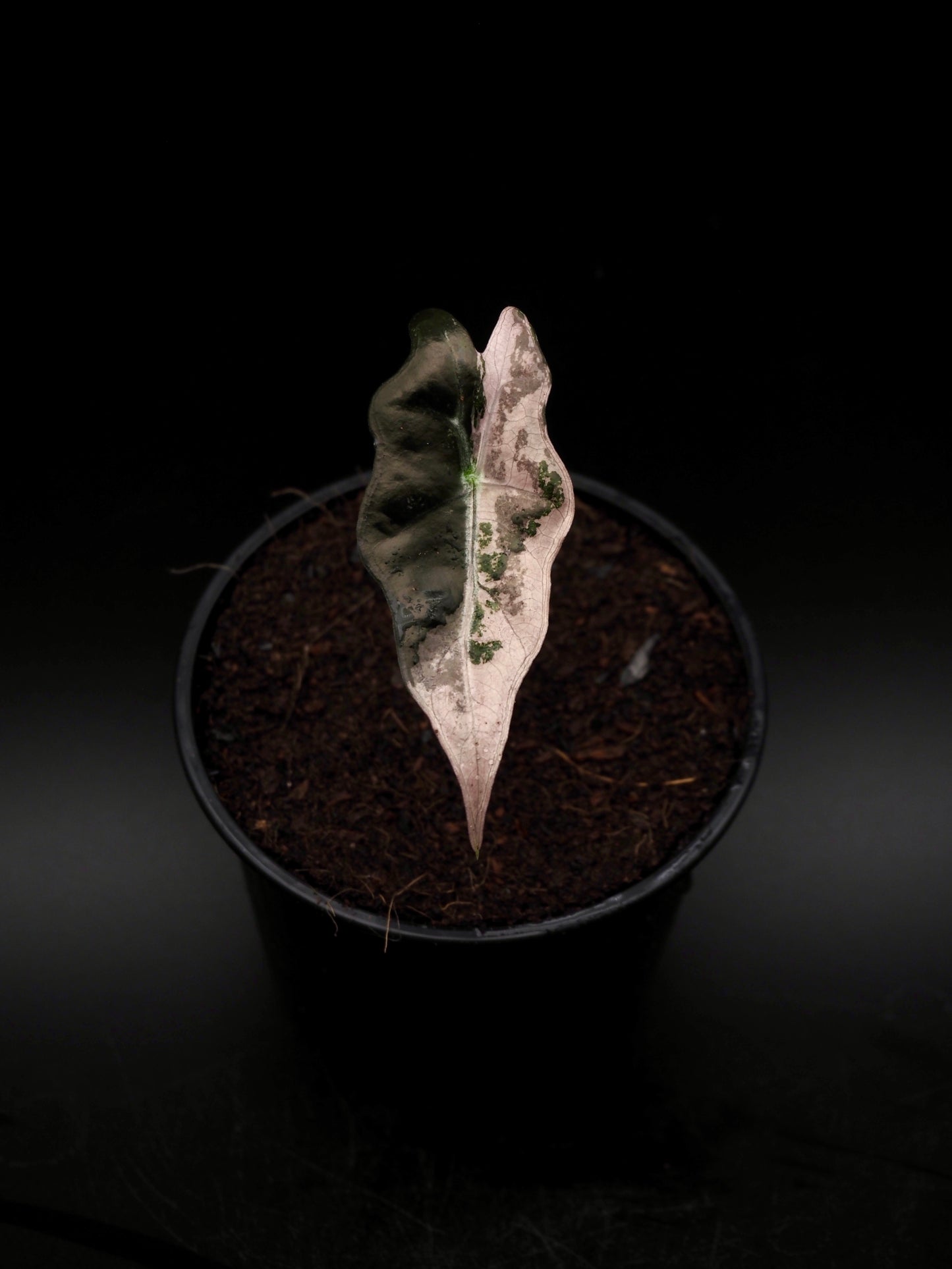 Alocasia Nobilis Pink