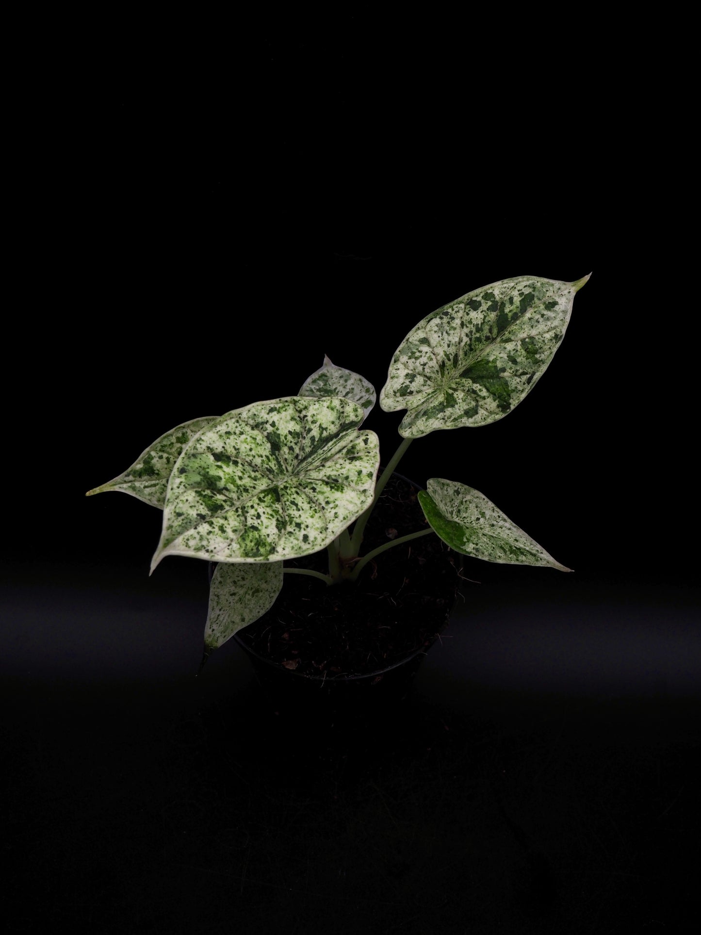 Alocasia Dragon Scale Mint Variegata