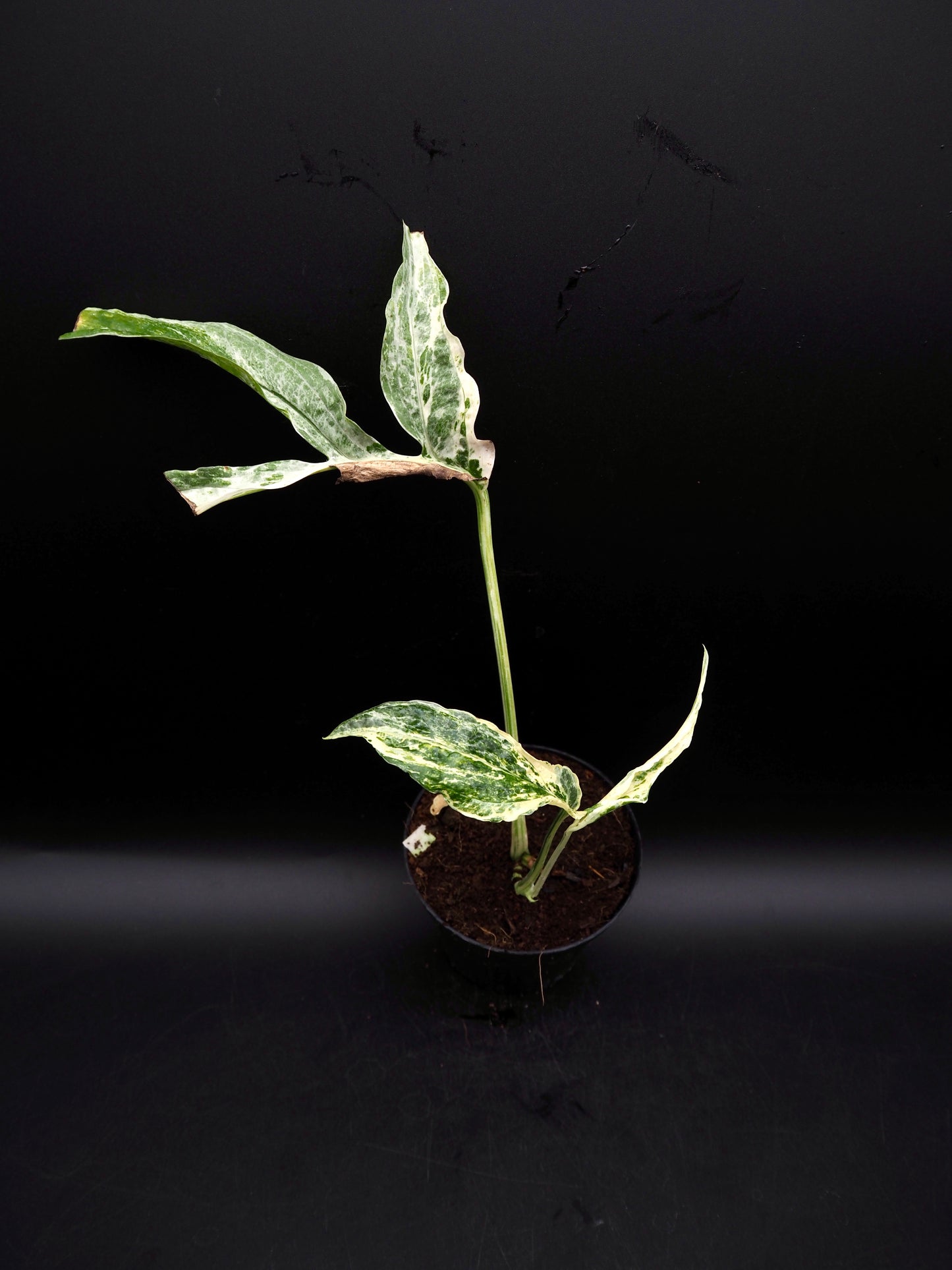 Amydrium variégata
