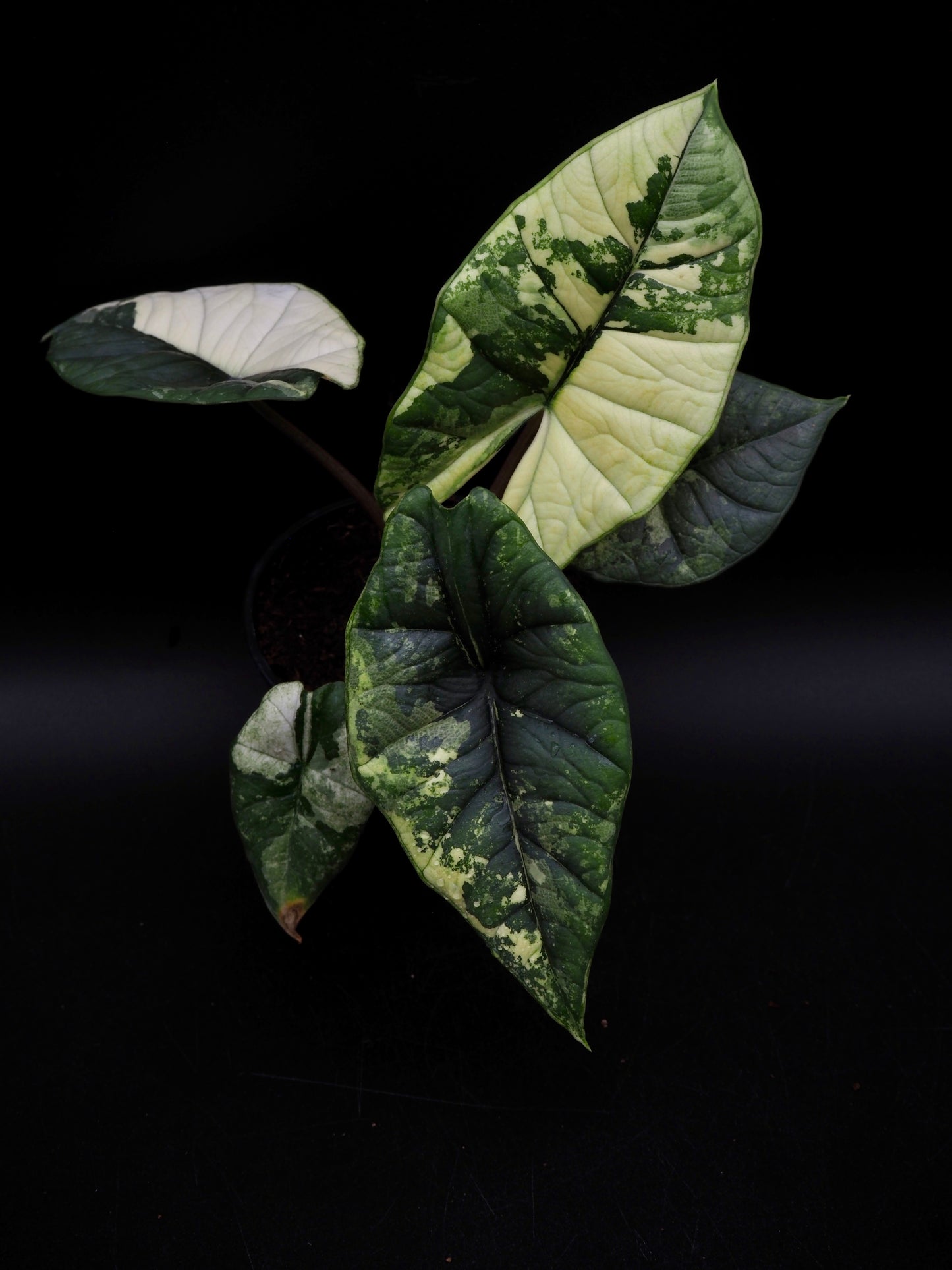 Alocasia Platinum Albo