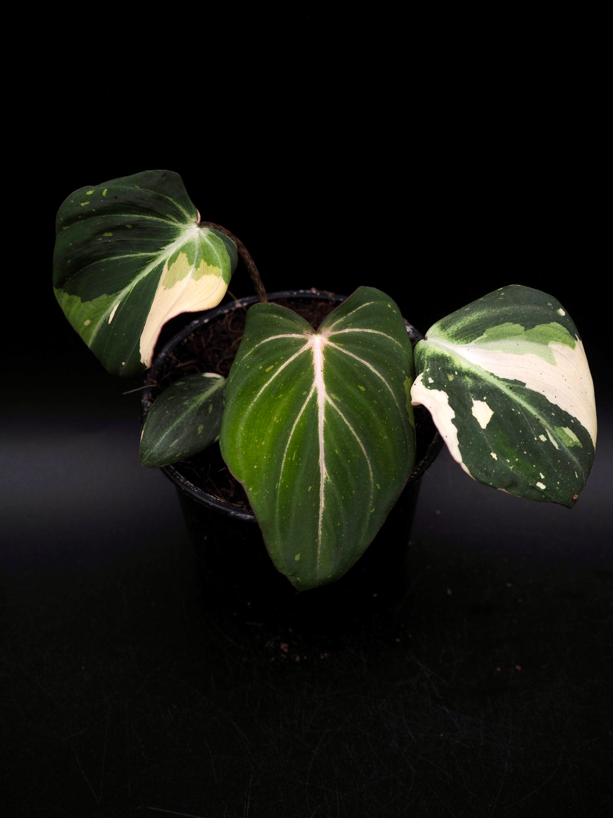 Philodendron Gloriosum Tricolor