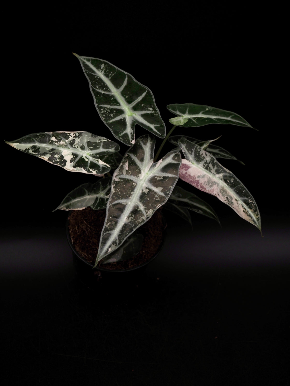 Alocasia Bambino Rose Variegata