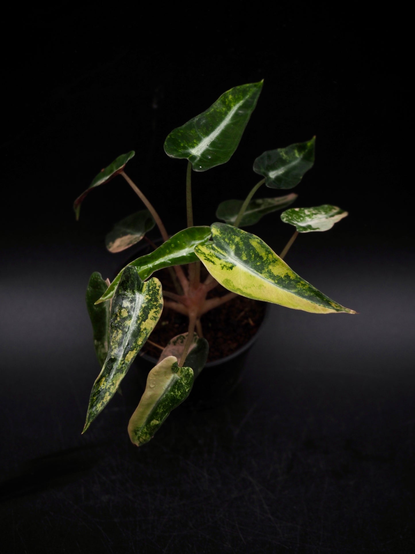 Alocasia Bambi Aurea