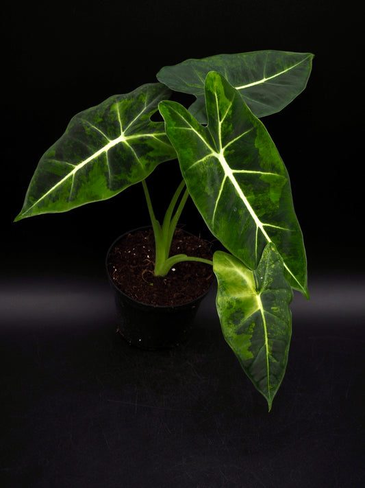 Alocasia Frydek gog