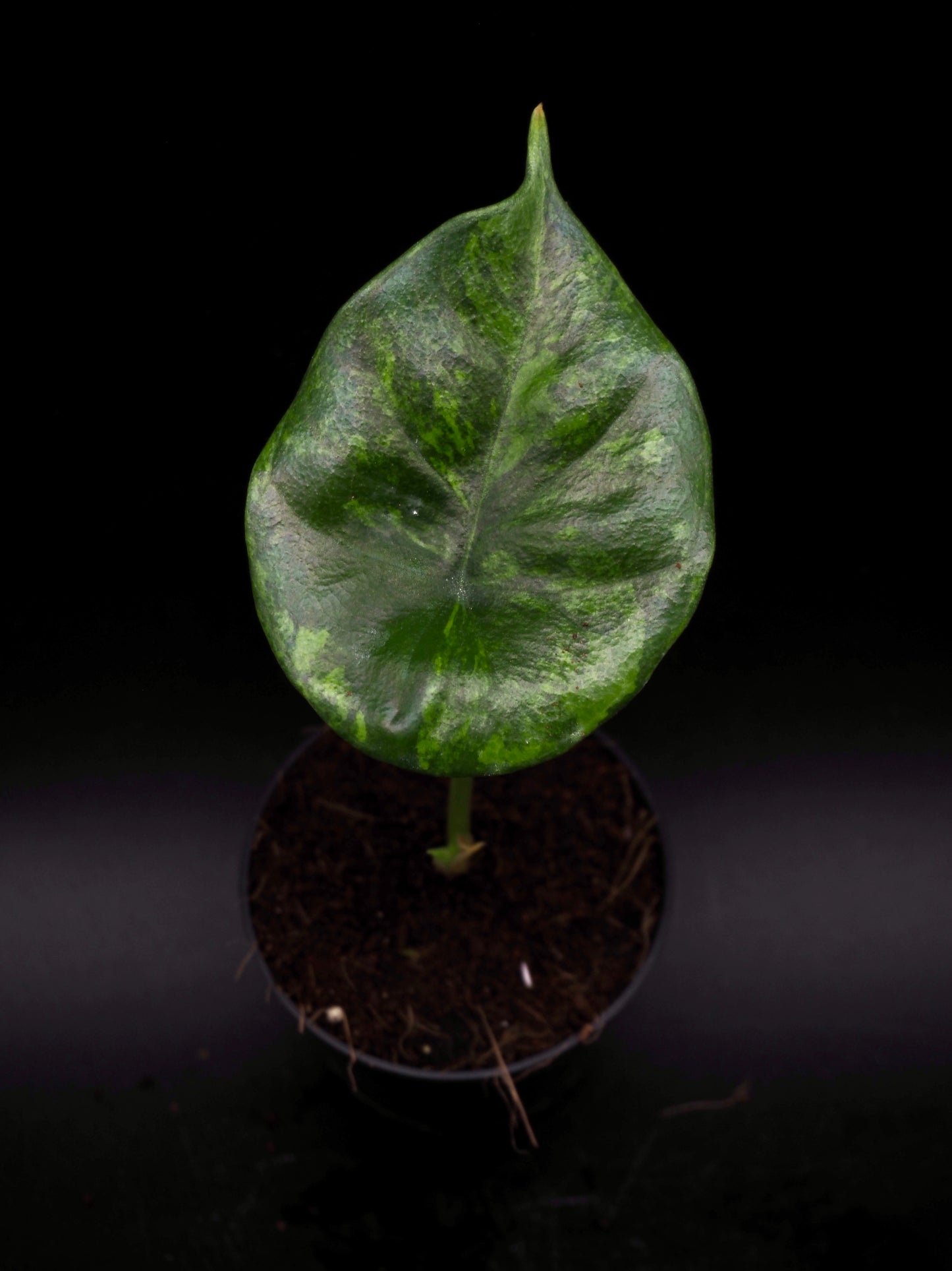 Alocasia Sinuata Aurea