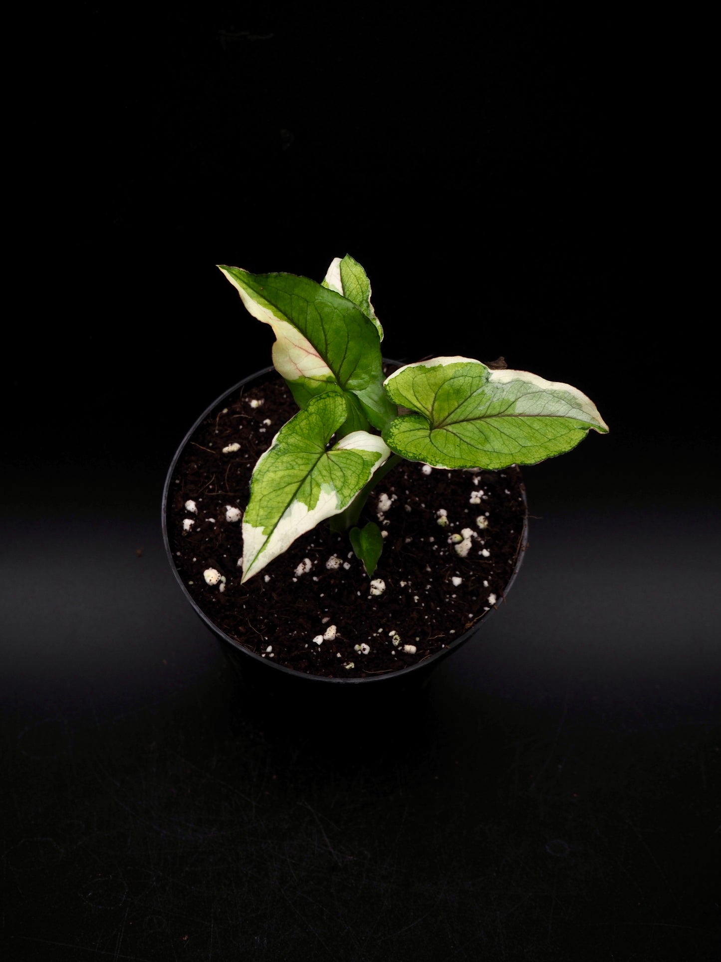 Syngonium White Princess