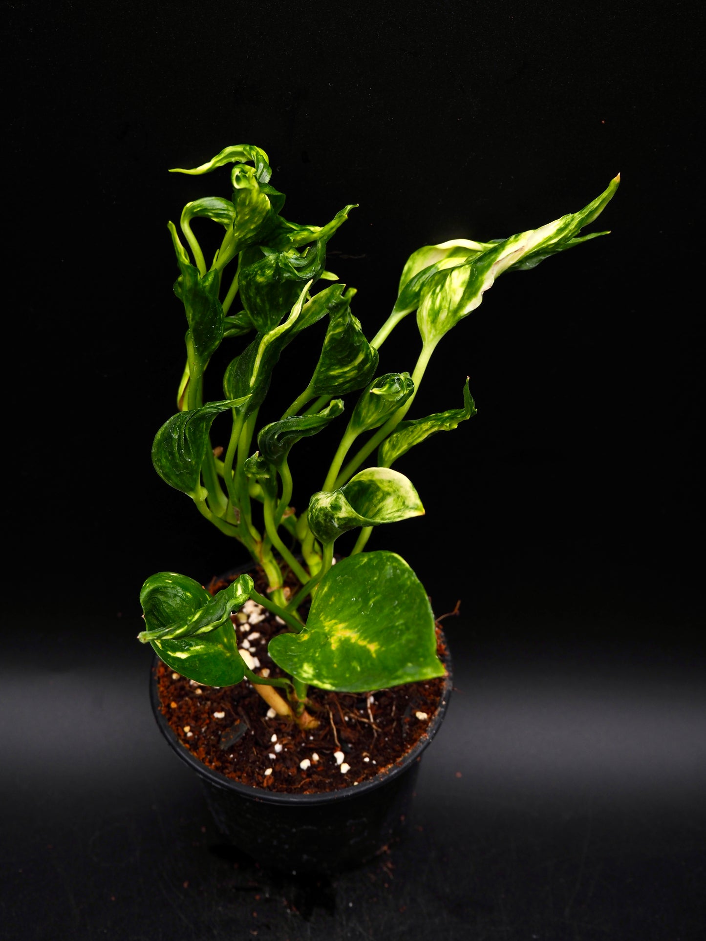 Epipremnum aureum Shangri La Variegata