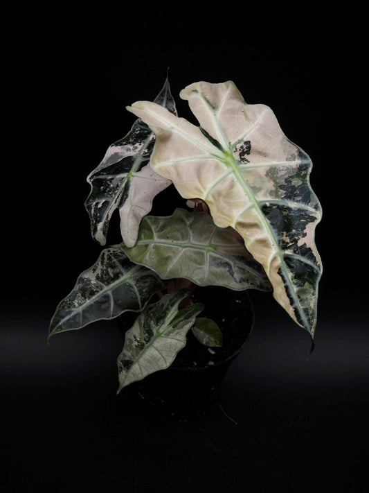 Alocasia Polly Pink Variegata