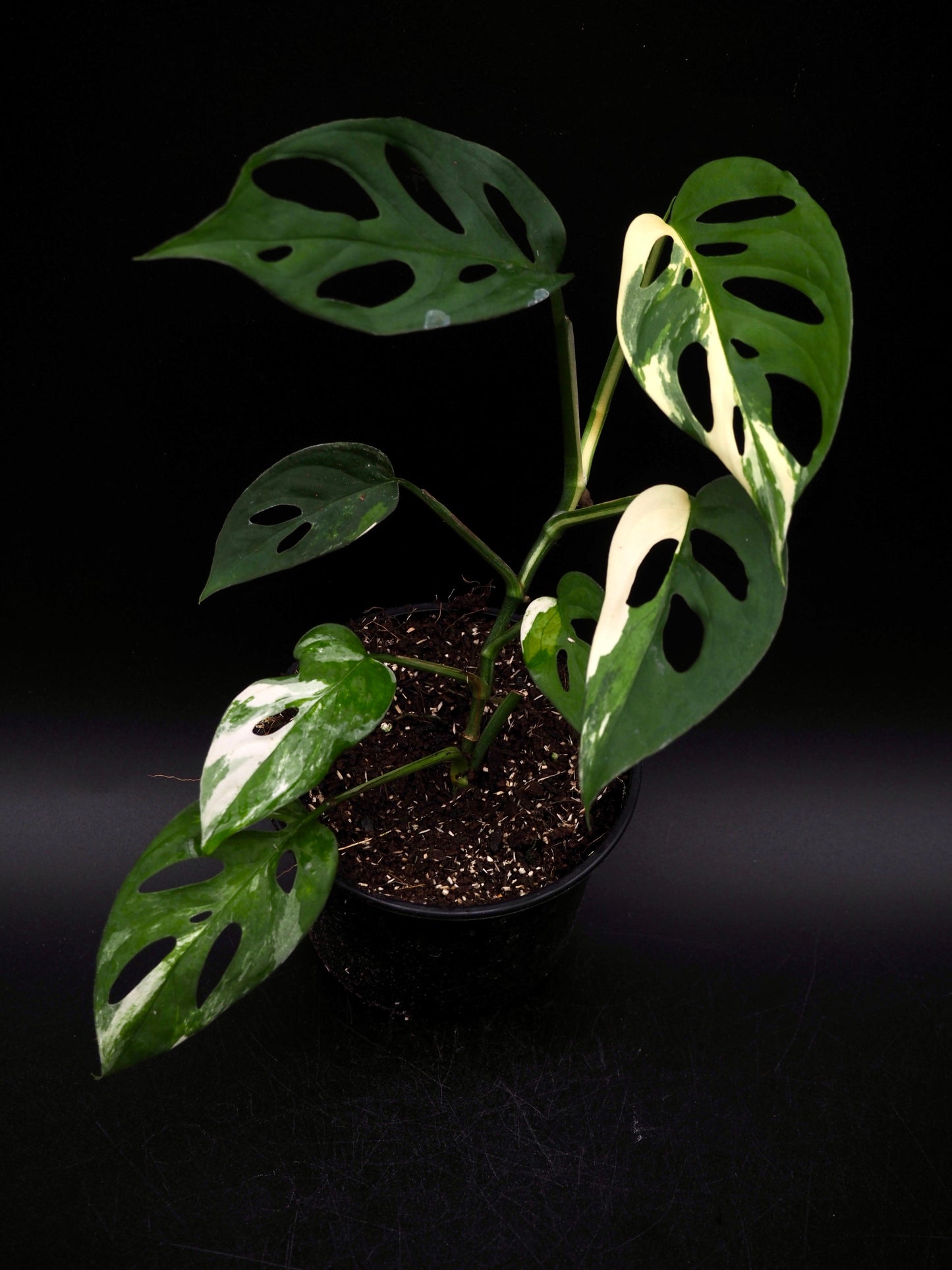 Monstera Laniata Albo Variegata