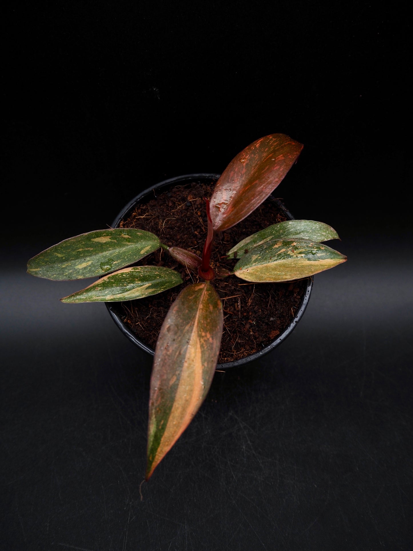 Philodendron Orange Princess Galaxy