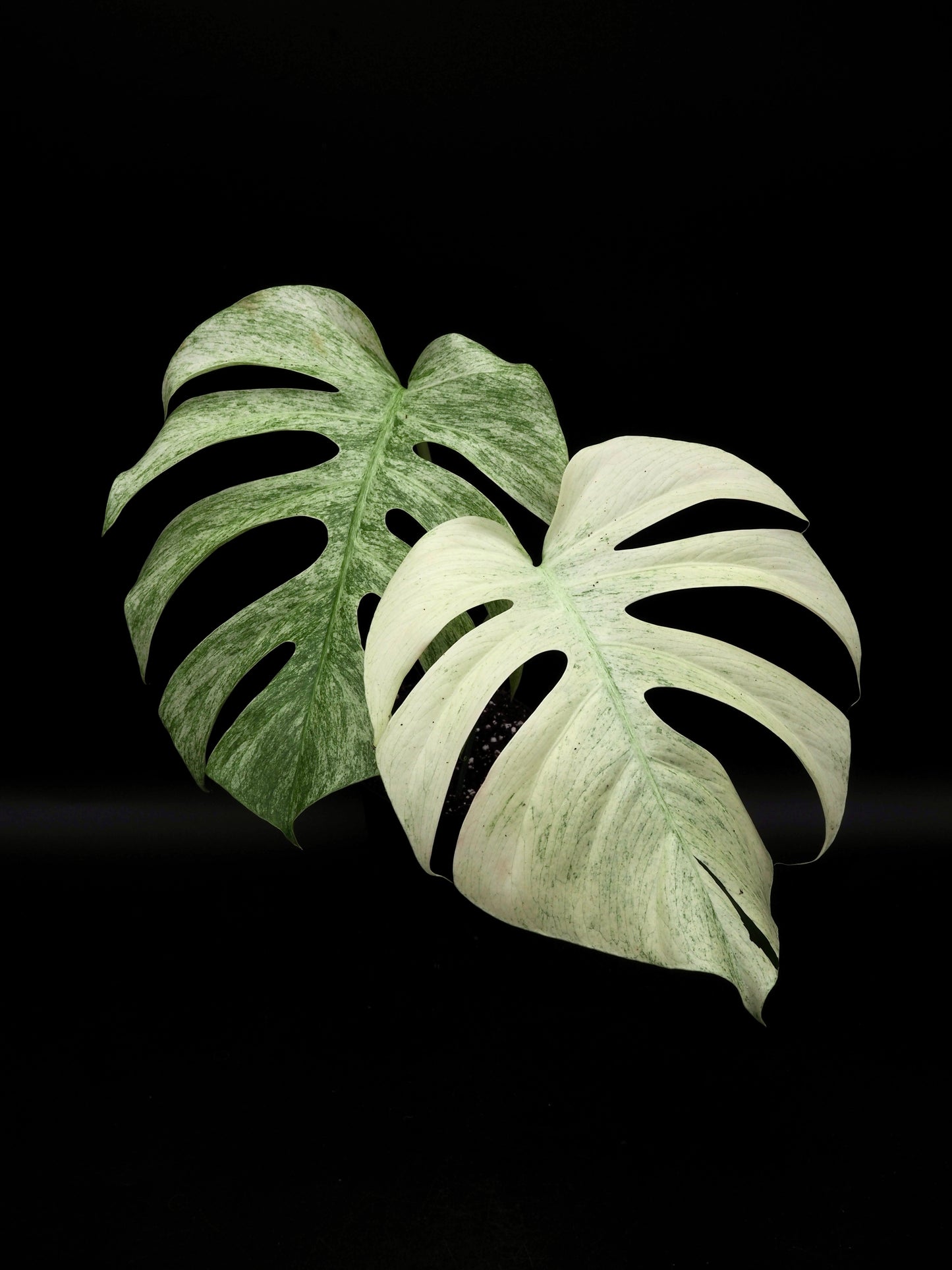 Monstera Jungle Full Mint