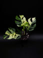 Rhaphidophora Tetrasperma Variegata