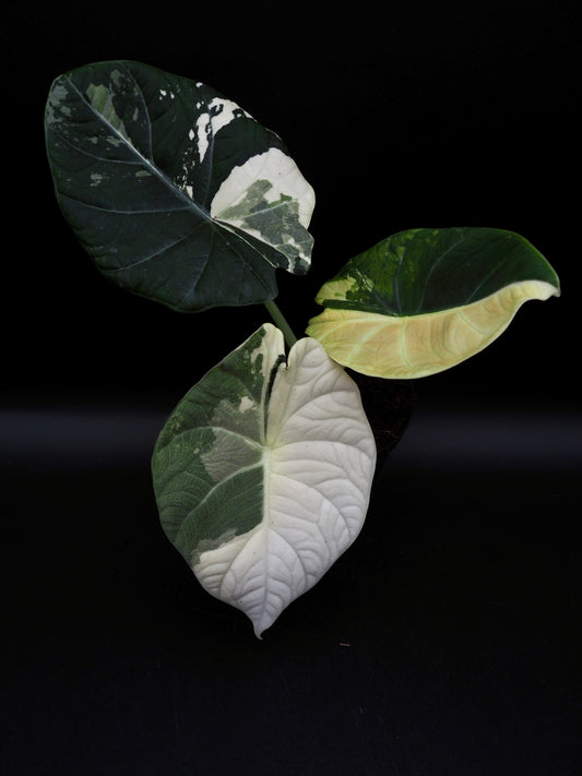 Alocasia Maharani Albo Variegata