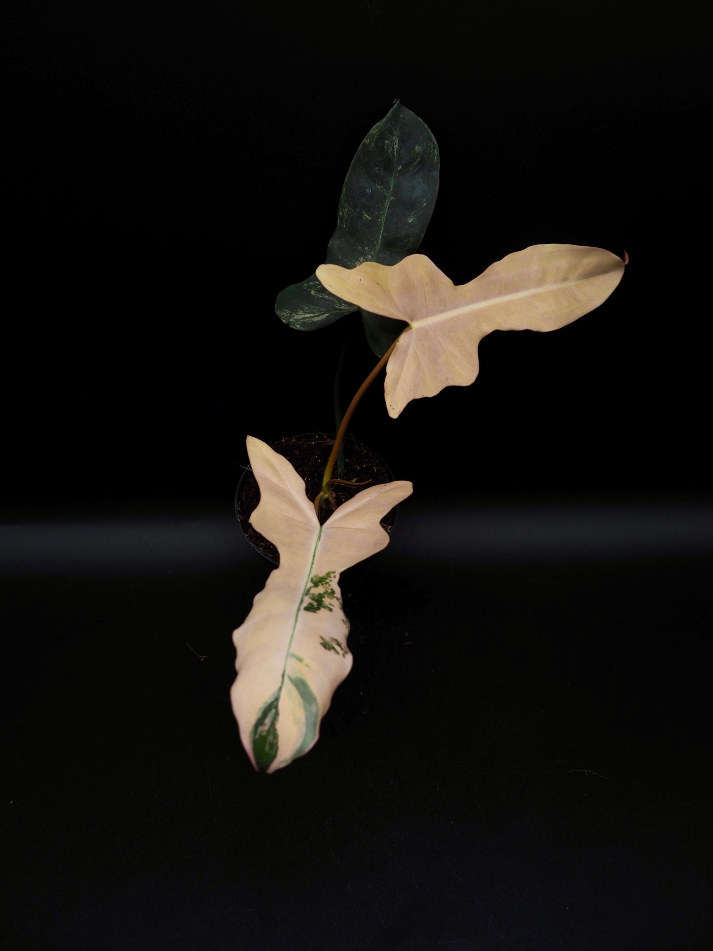 Philodendron Brown Beauty Black Billie X Flobe
