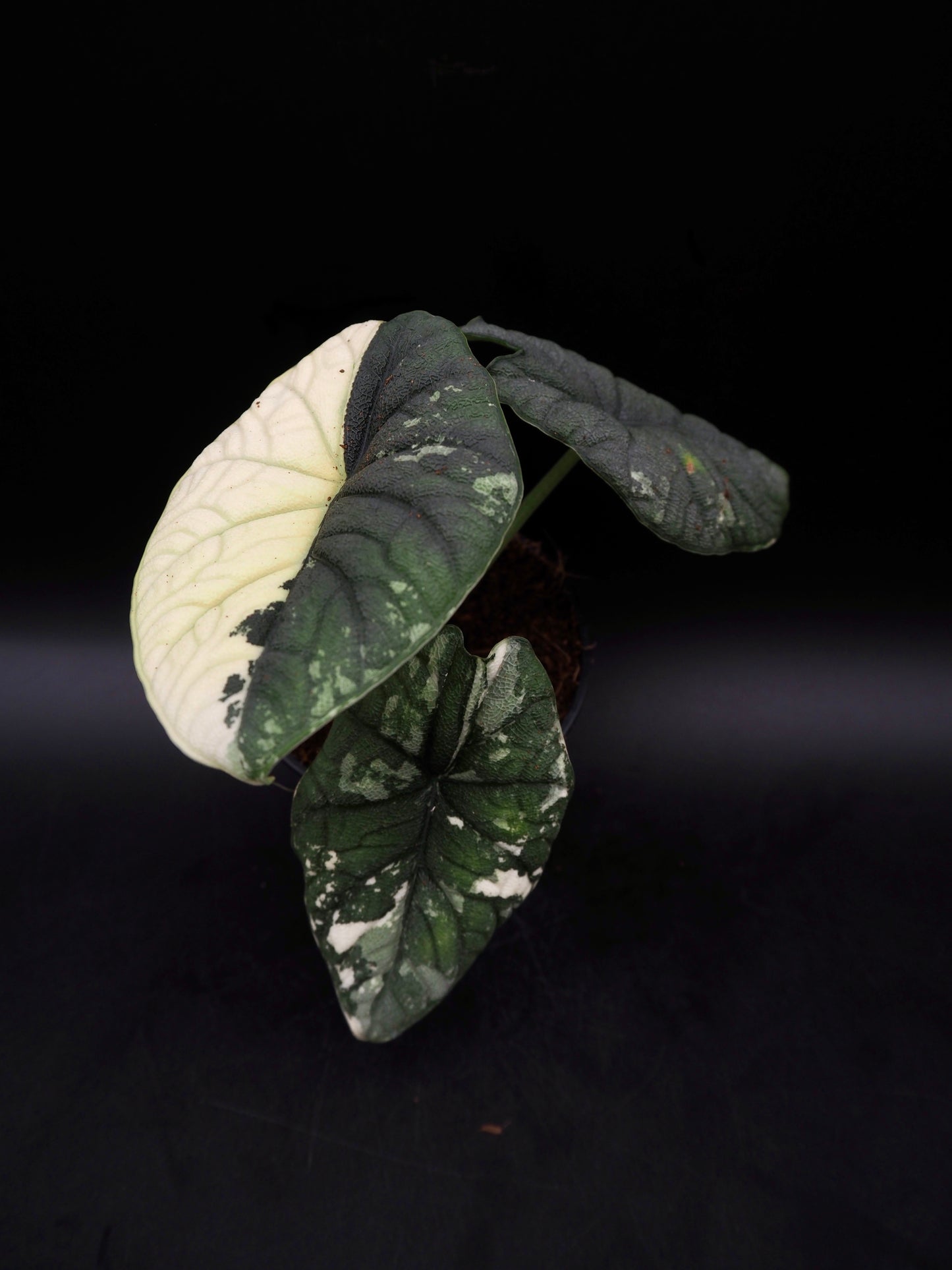 Alocasia Melo Albo