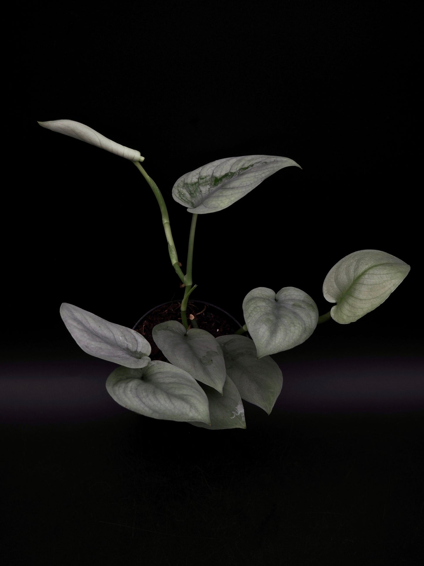 Scindapsus Platine