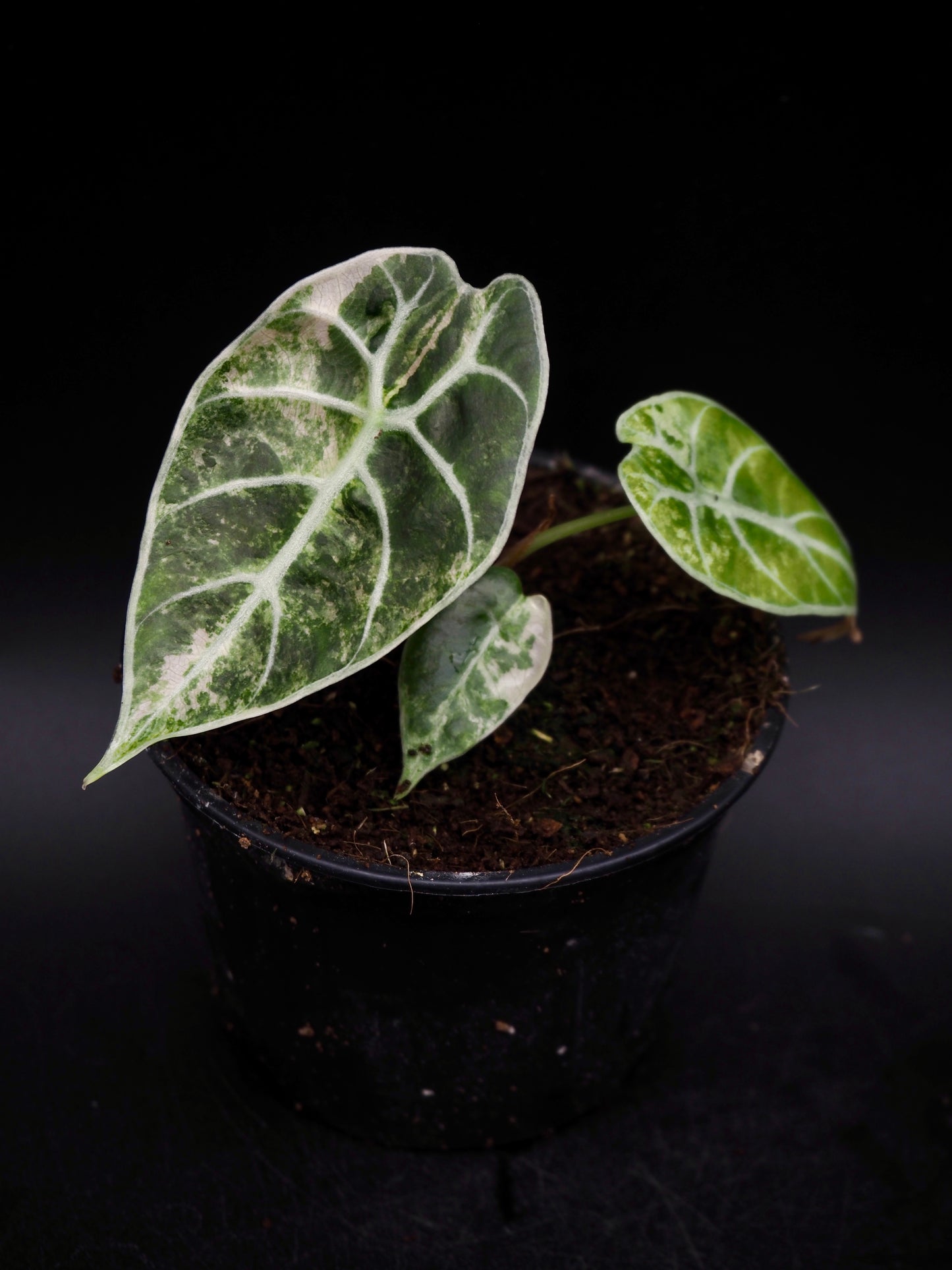 Alocasia Watsoniana Doff Albo/Pink