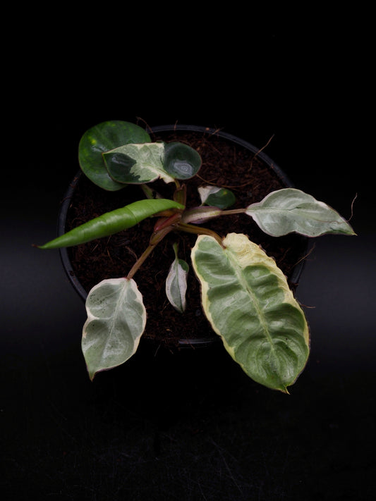 Philodendron Billietiae White Lava