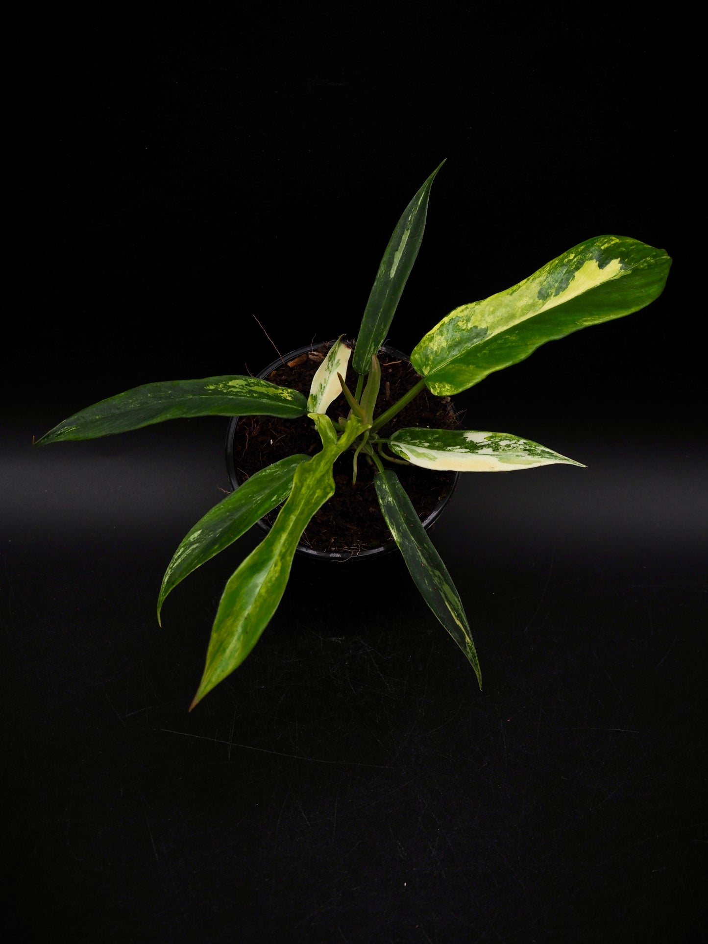 Philodendron Florida Beauty X Tortum