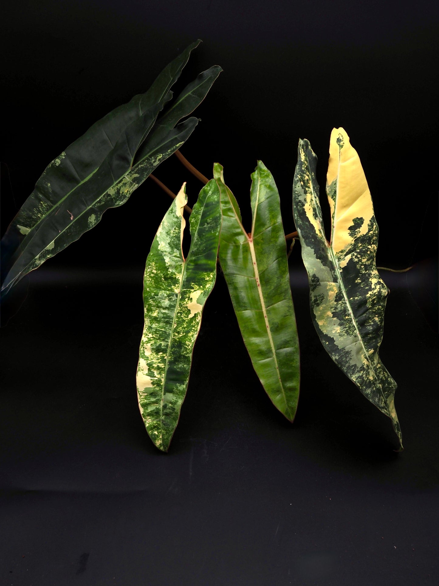 Philodendron Billietiae Variegata