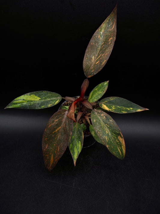 Philodendron Orange Princess Galaxy