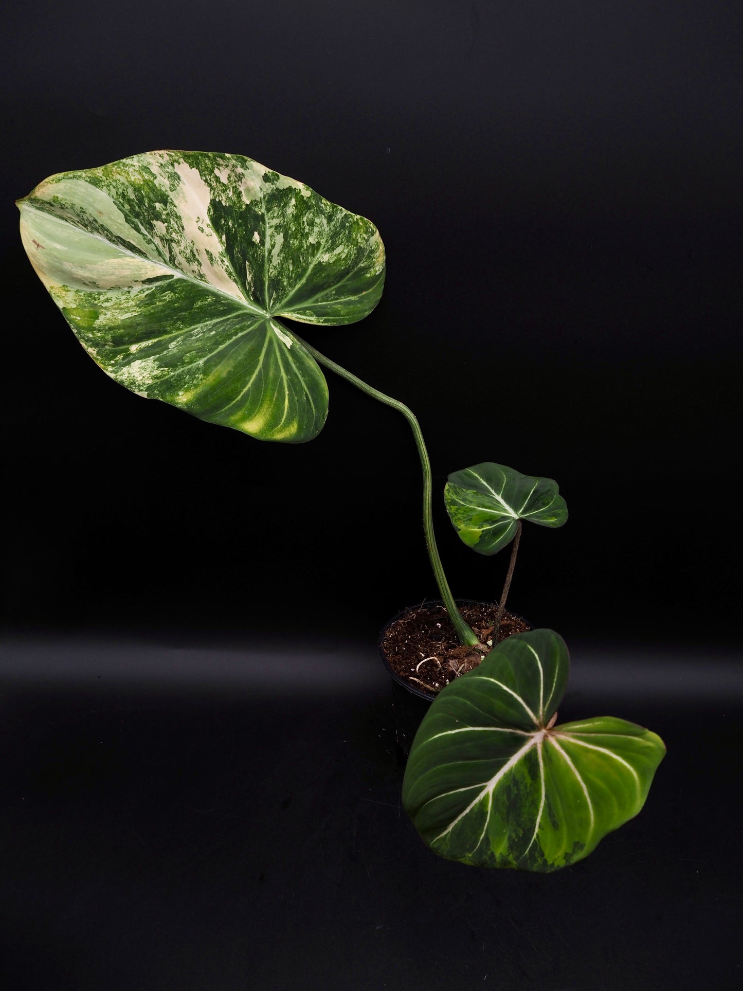 Philodendron Gloriosum Aurea