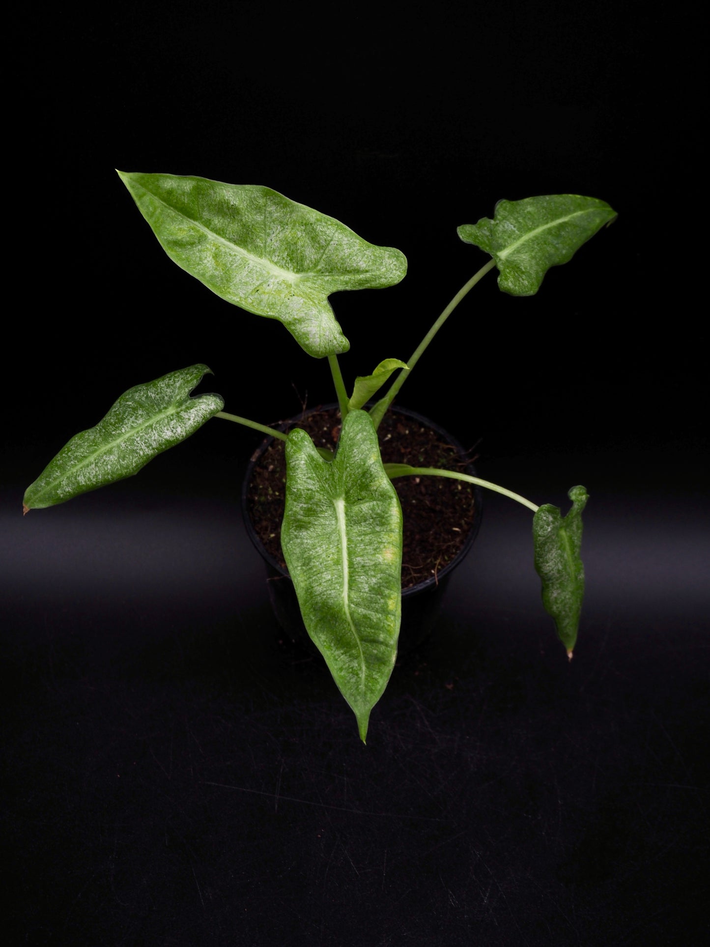 Alocasia Frydek Mint