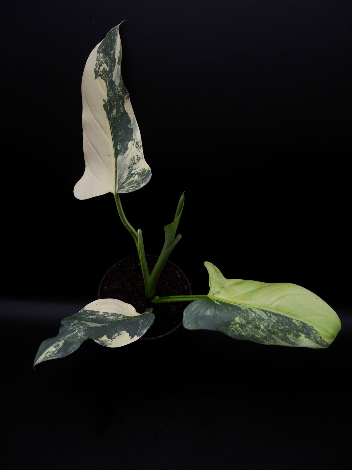 Philodendron Silver Sword Variegata