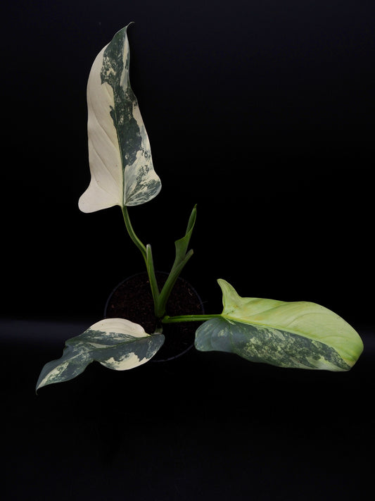Philodendron Silver Sword Variegata