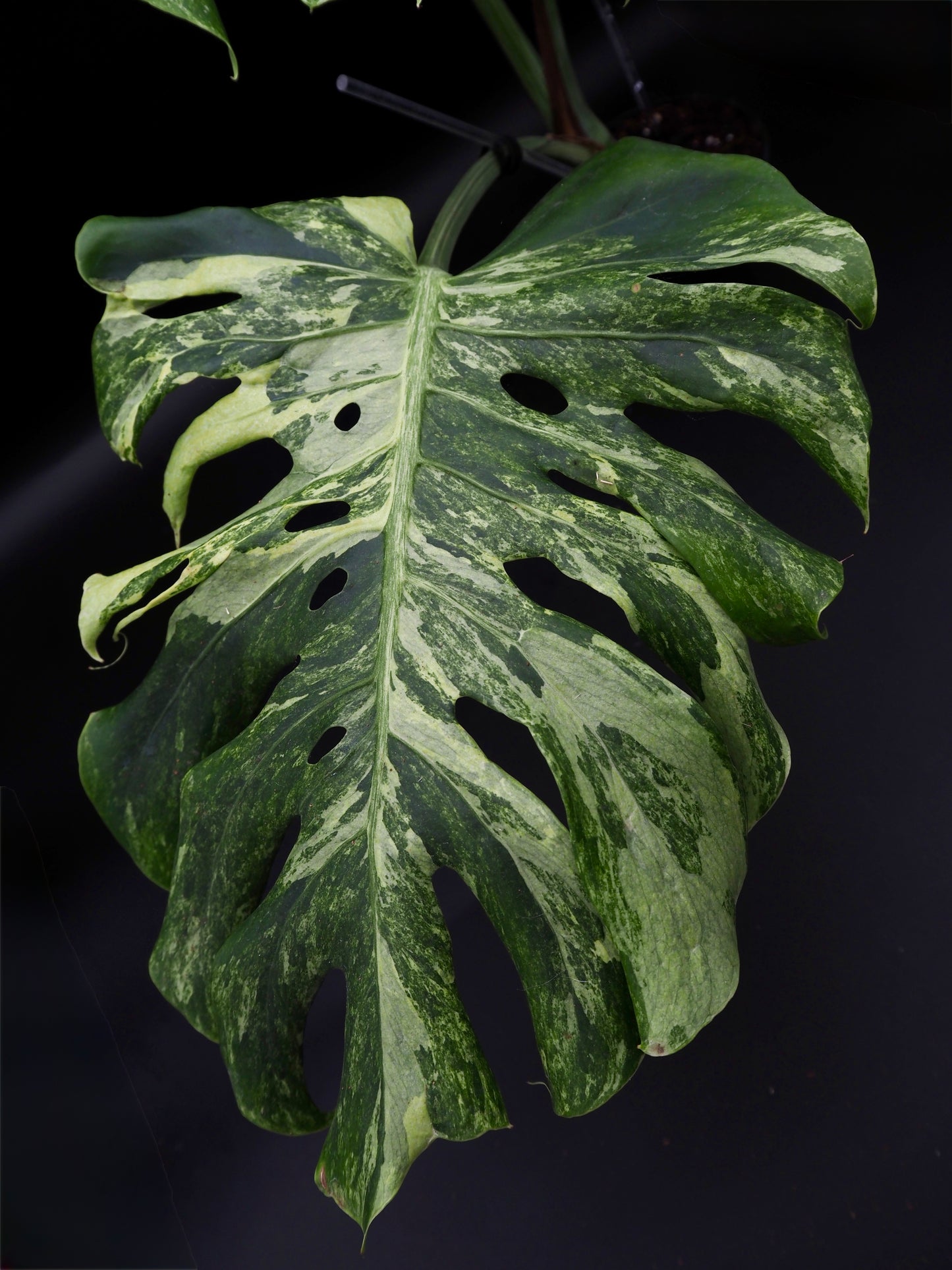 Monstera Masterpeace