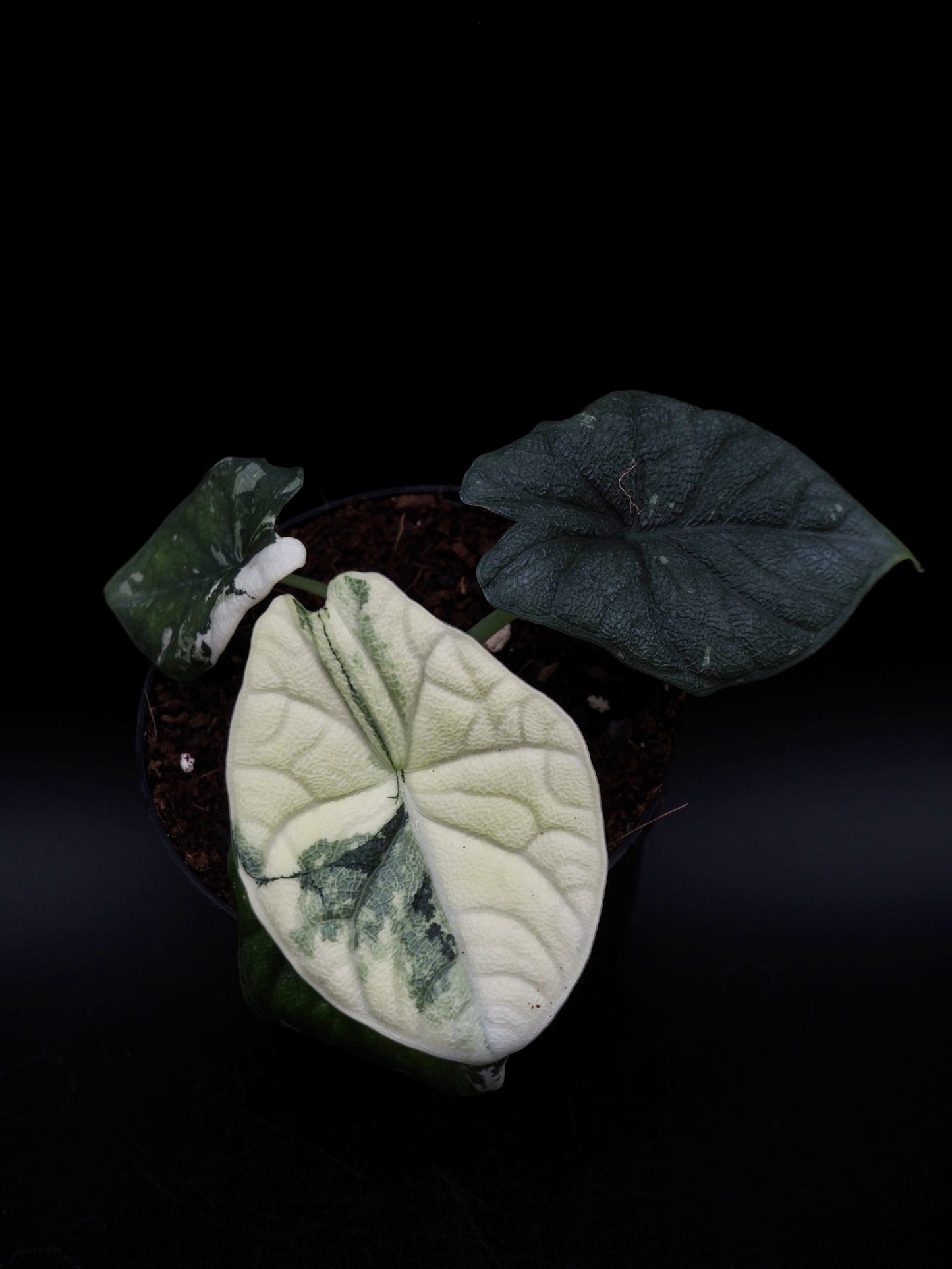 Alocasia Melo Albo