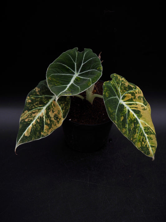 Alocasia Black Velvet Gold