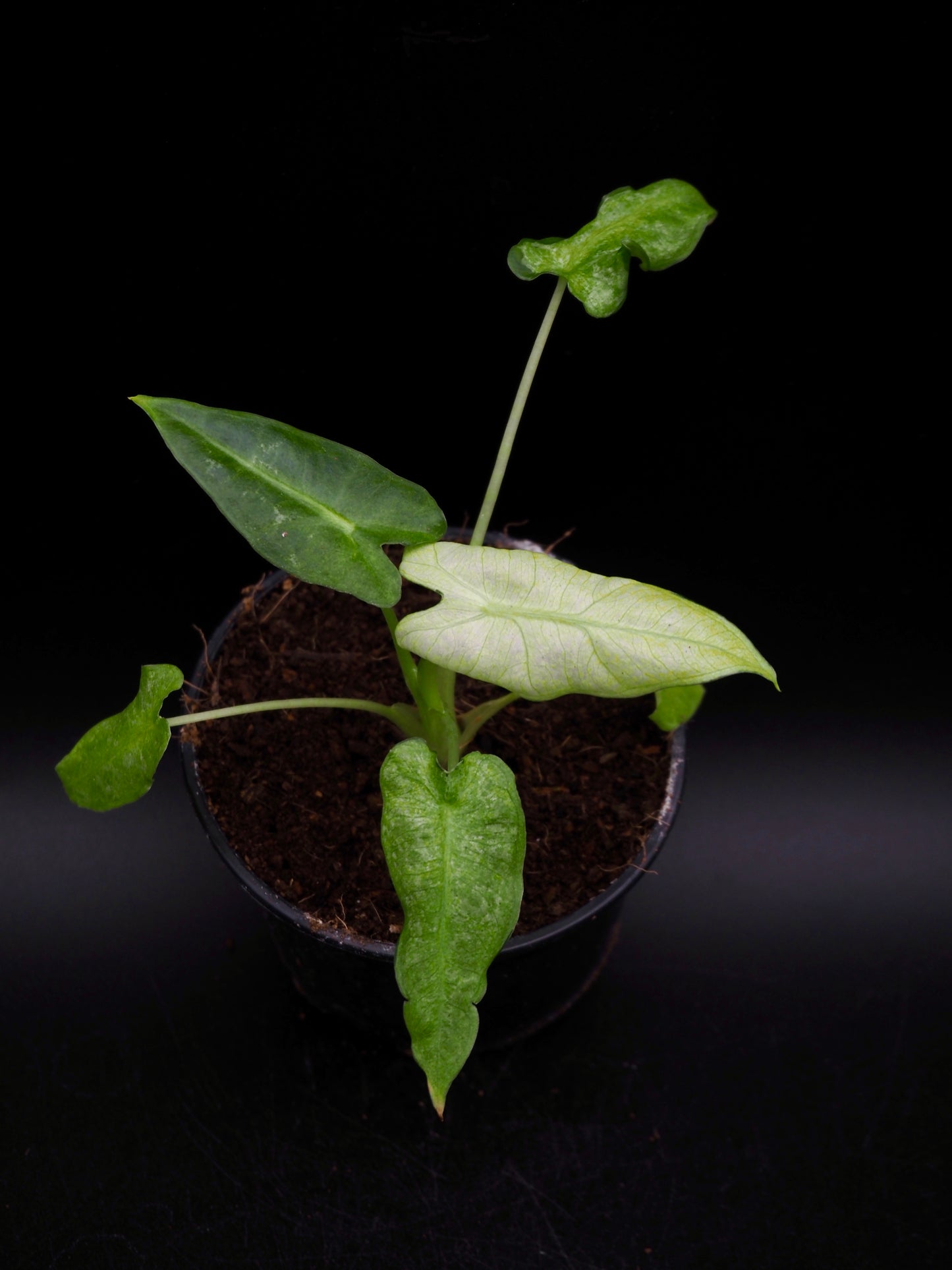 Alocasia Frydek Mint