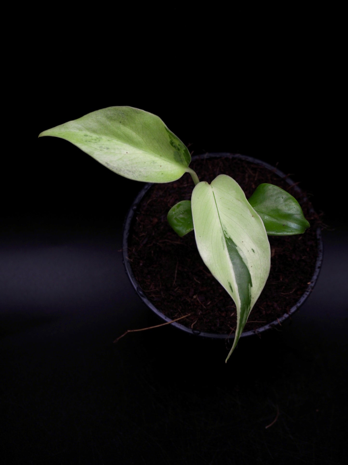 Monstera Light Lime S